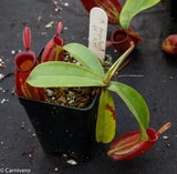 Nepenthes ampullaria, BE-3681