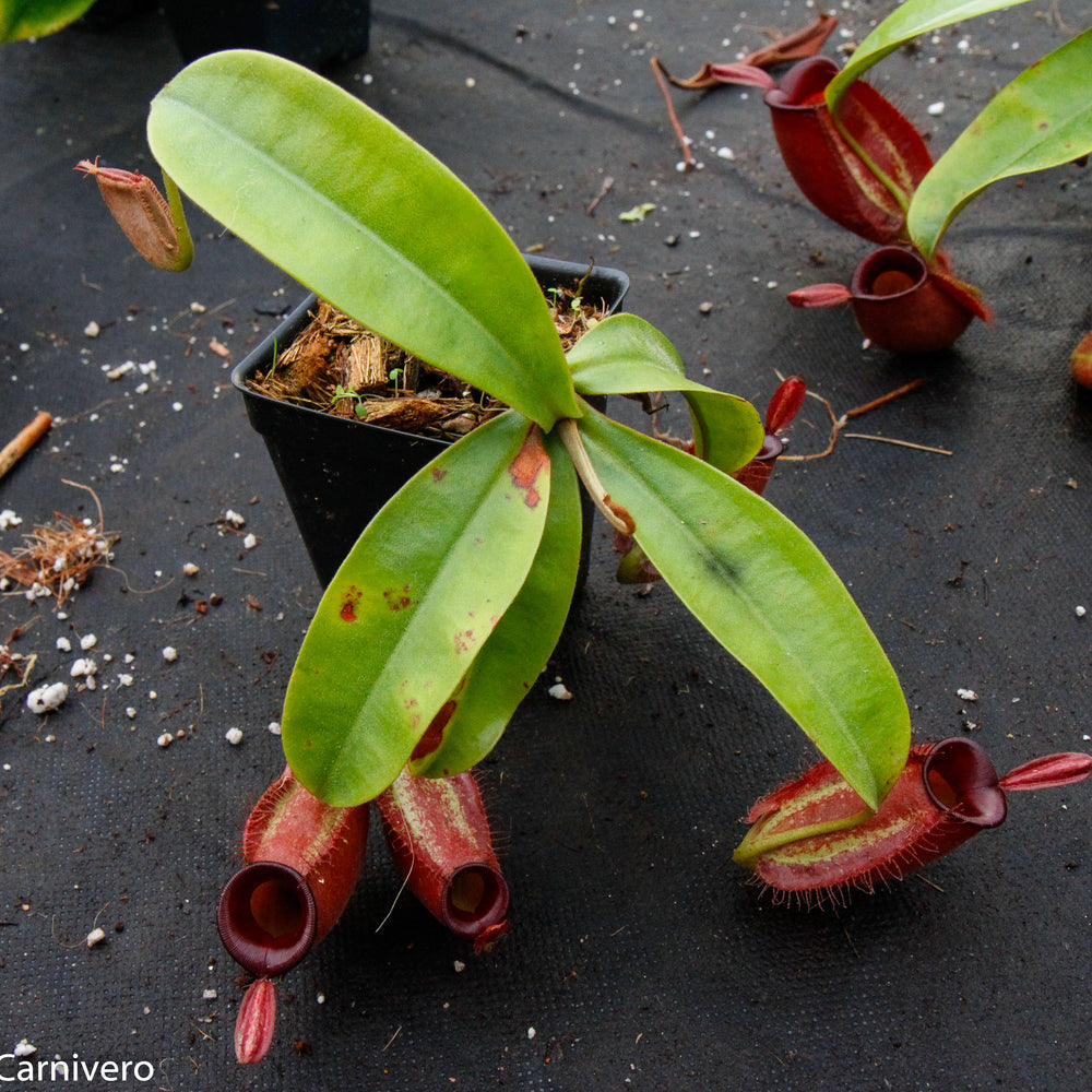 
                      
                        Nepenthes ampullaria, BE-3681
                      
                    