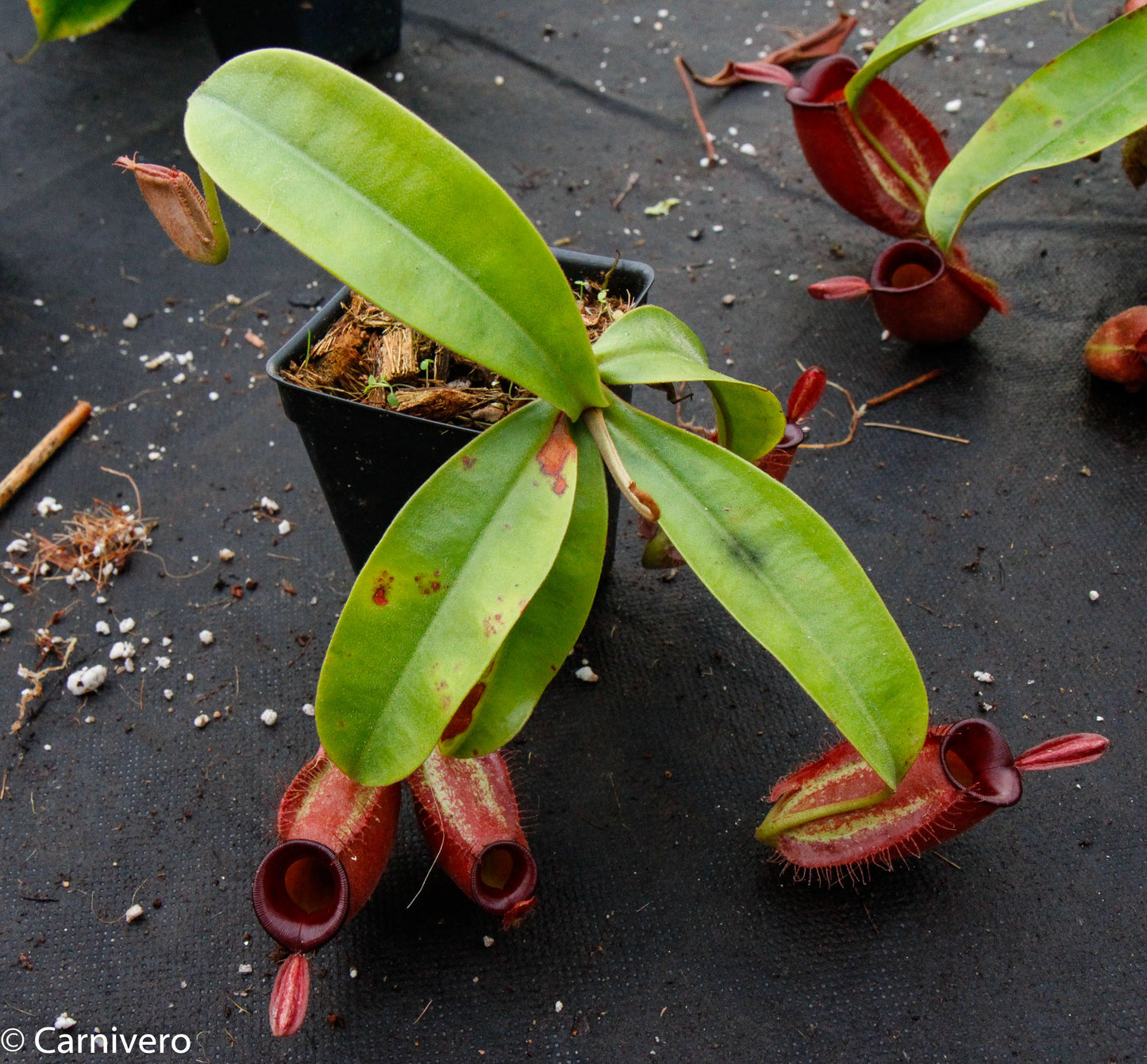 Nepenthes ampullaria, BE-3681