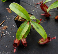 Nepenthes ampullaria, BE-3681