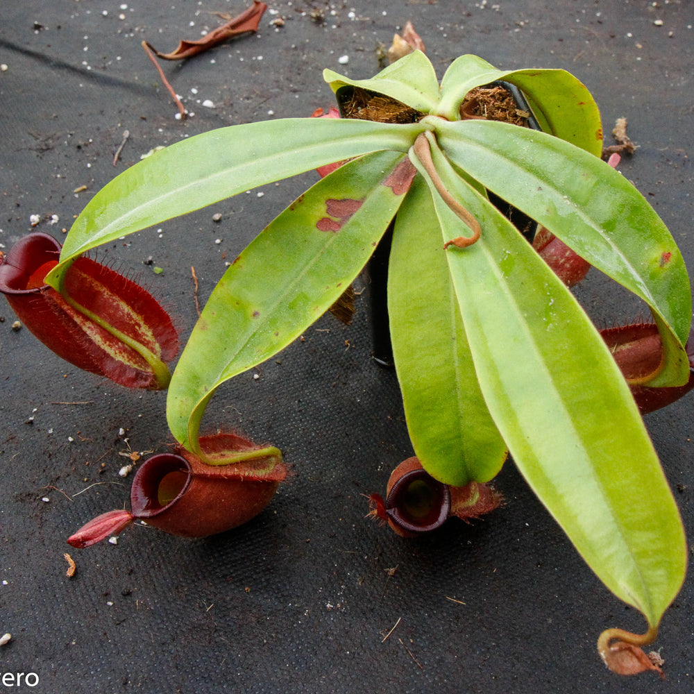 
                      
                        Nepenthes ampullaria, BE-3681
                      
                    