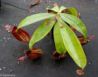 Nepenthes ampullaria, BE-3681