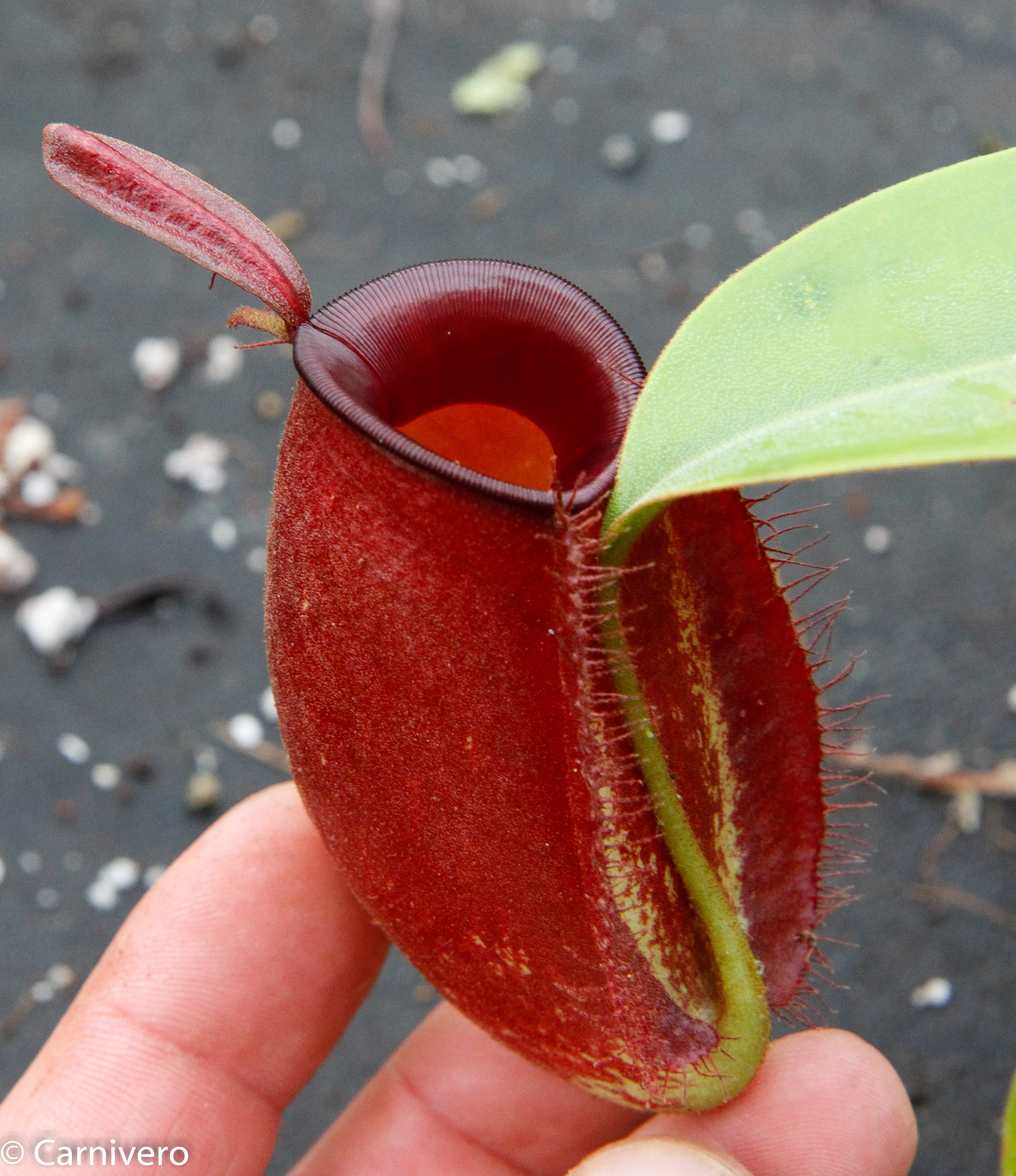 食虫植物　ネペンテス　アンプラリア　斑入り　初根　初芽済み 食虫植物 ネペンテス アンプラリア 斑入り 初根 初芽済み 【公式通販】