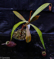 Nepenthes ampullaria 'Black Miracle'