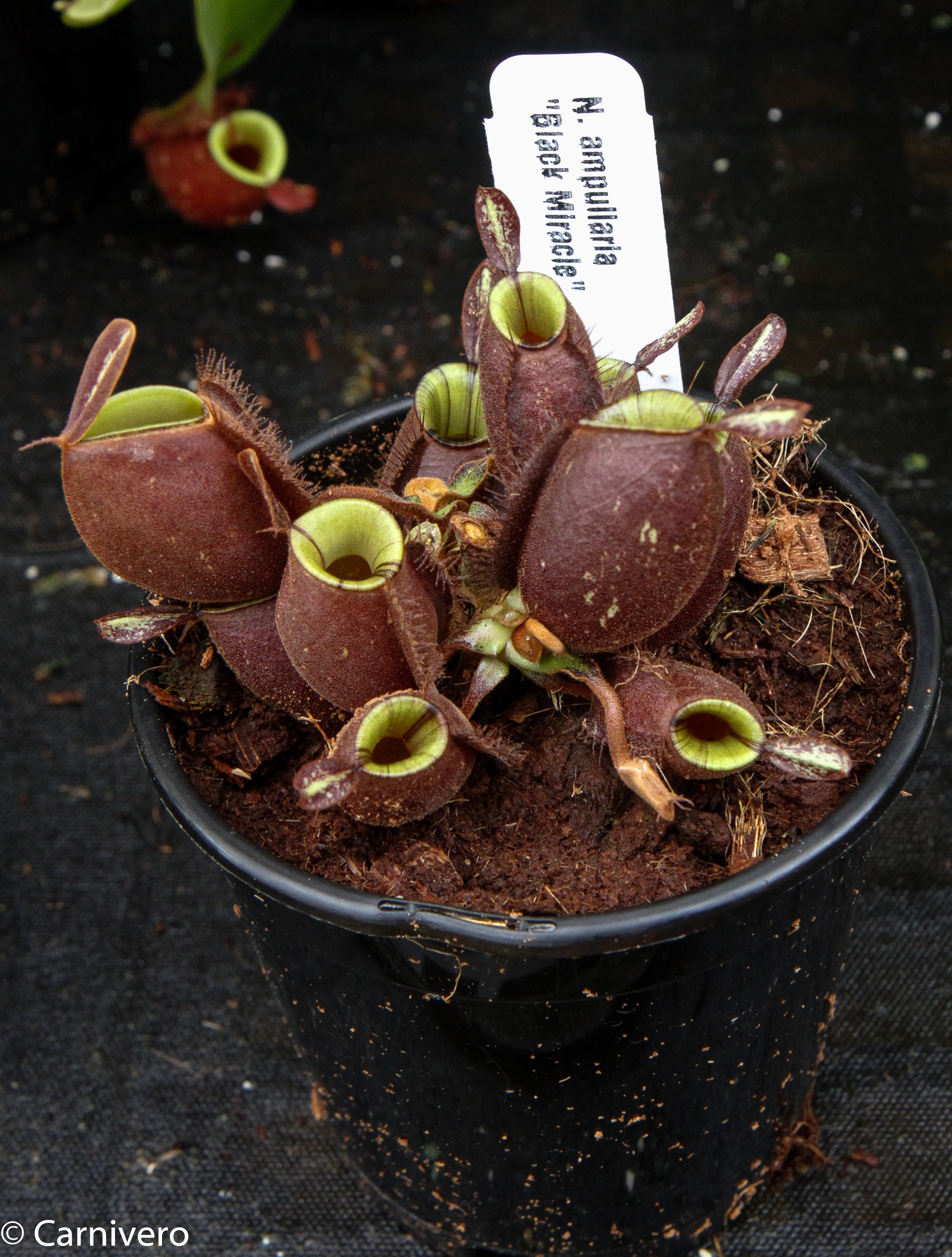 N.ampullaria 'Black Miracle' 3号鉢　ネペンテス Nepenthes ampullaria 'Black Miracle' – Carnivero