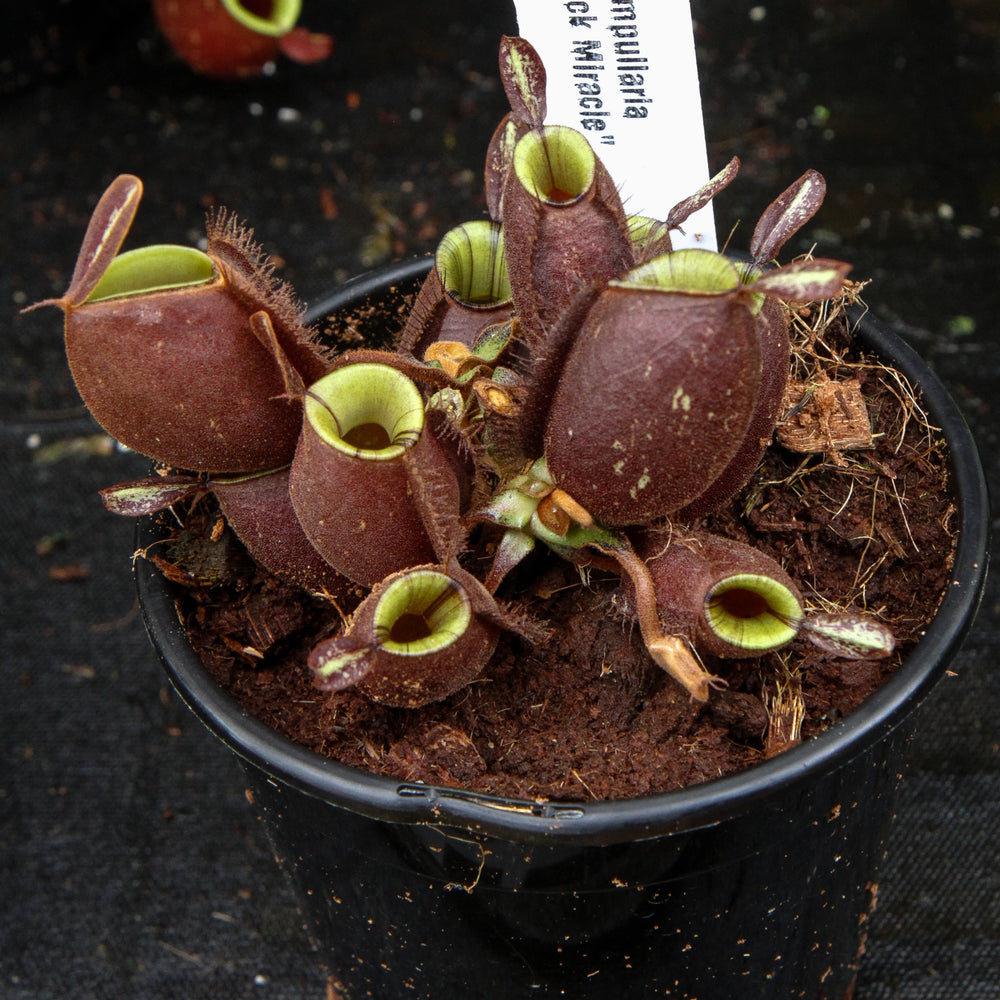 
                      
                        Nepenthes ampullaria 'Black Miracle'
                      
                    