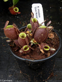 Nepenthes ampullaria 'Black Miracle'