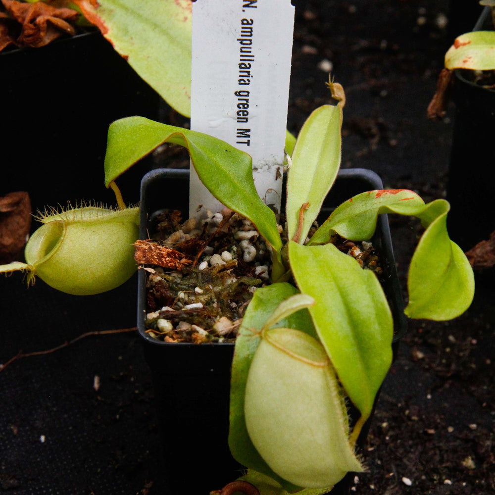 Nepenthes ampullaria Green