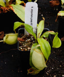 Nepenthes ampullaria Green