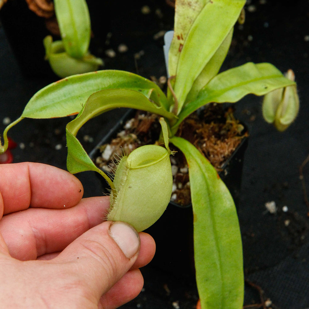 
                      
                        Nepenthes ampullaria Green
                      
                    
