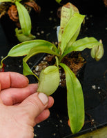 Nepenthes ampullaria Green