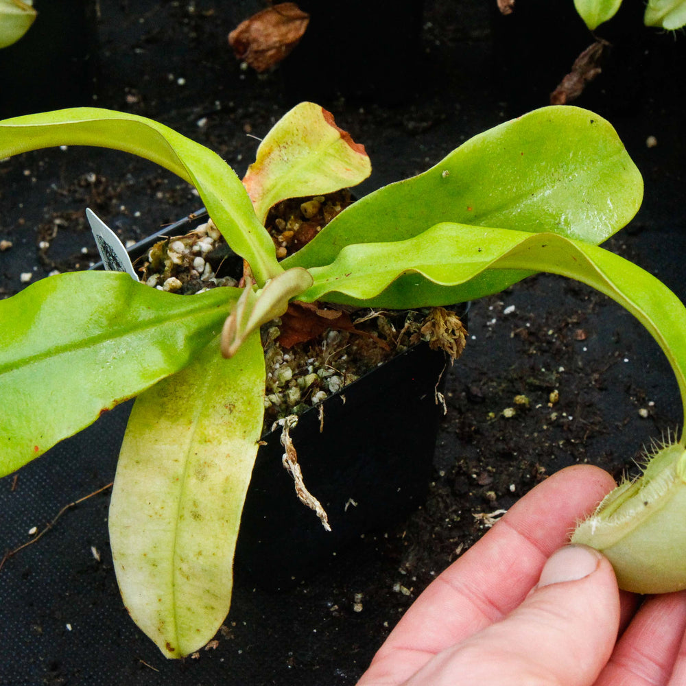 
                      
                        Nepenthes ampullaria Green
                      
                    