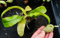Nepenthes ampullaria Green