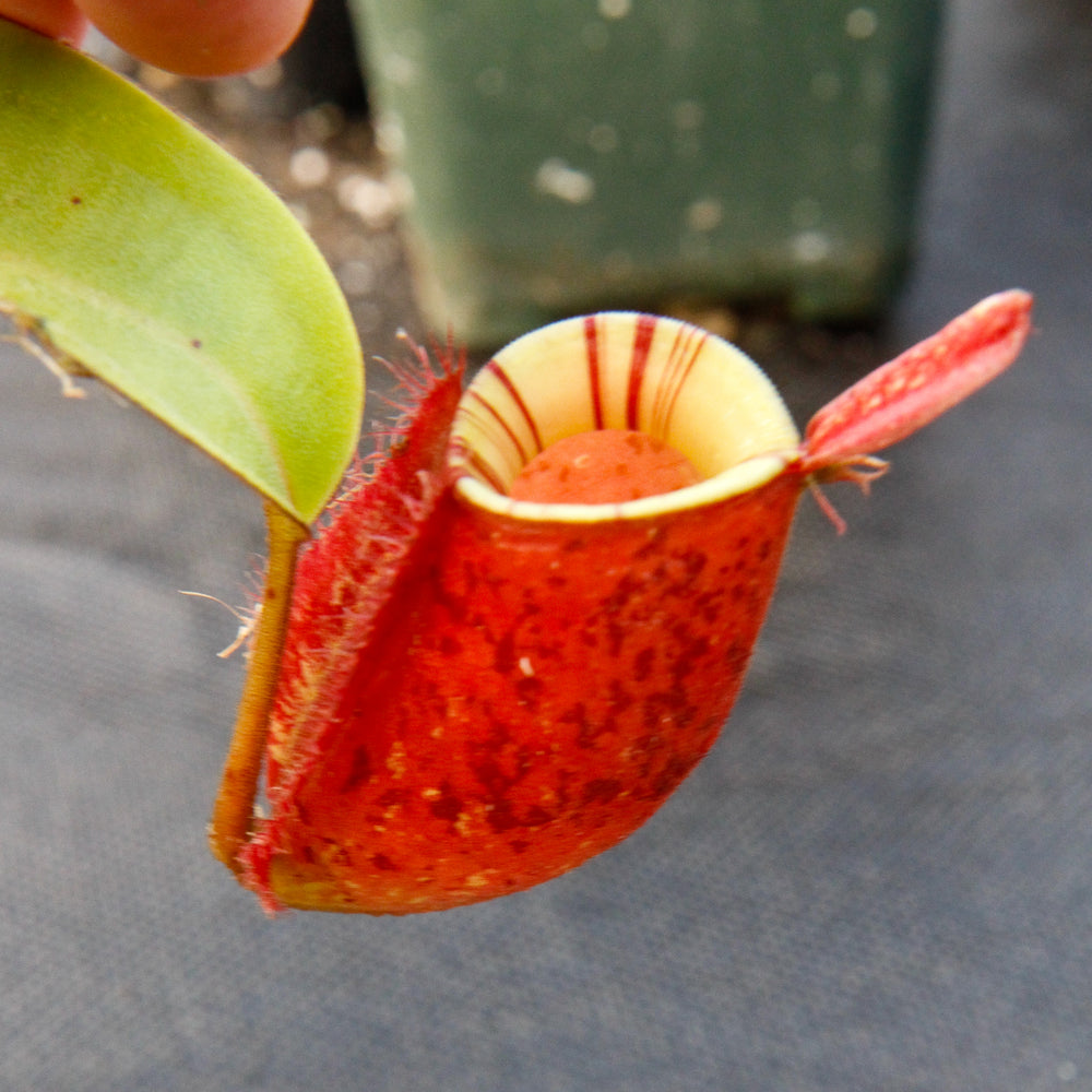
                      
                        Nepenthes ampullaria 'Lime Twist', BE-3390
                      
                    