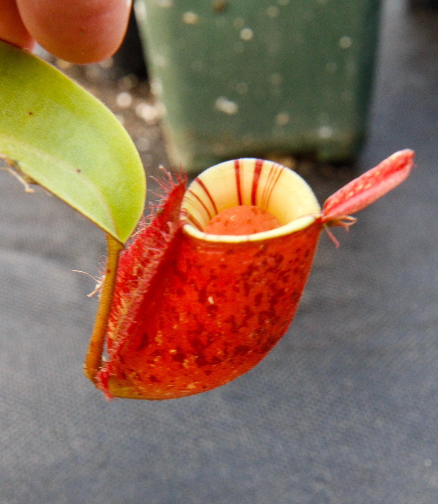 Nepenthes ampullaria 'Lime Twist', BE-3390