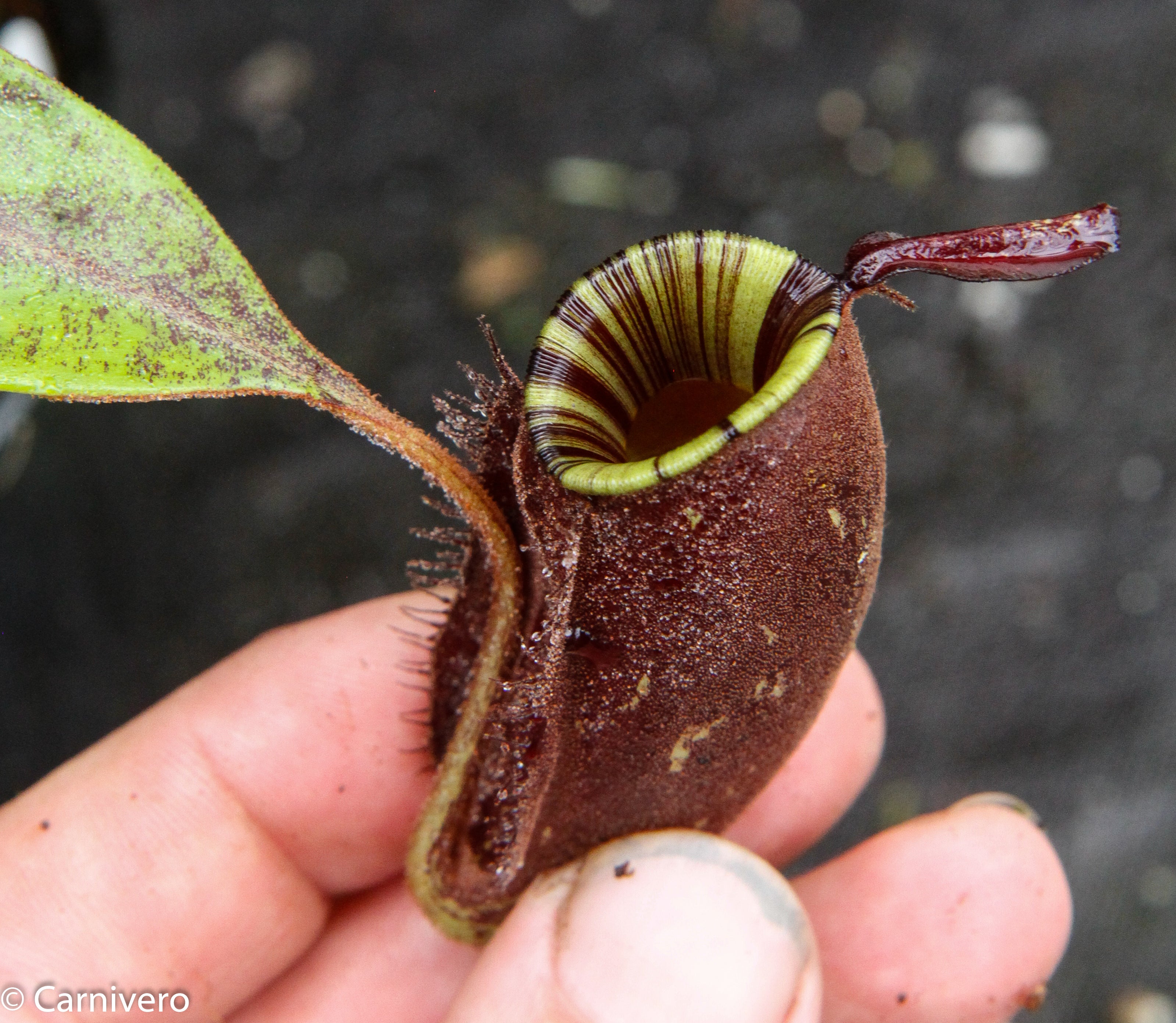 N.ampullaria 'Black Miracle' 3号鉢 ネペンテス Nepenthes 'Black