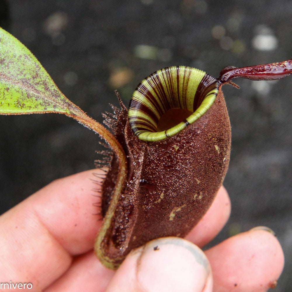 
                      
                        Nepenthes ampullaria 'Black Miracle'
                      
                    