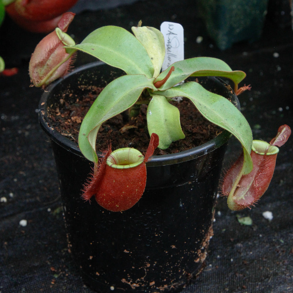 
                      
                        Nepenthes ampullaria "Red Striped"
                      
                    