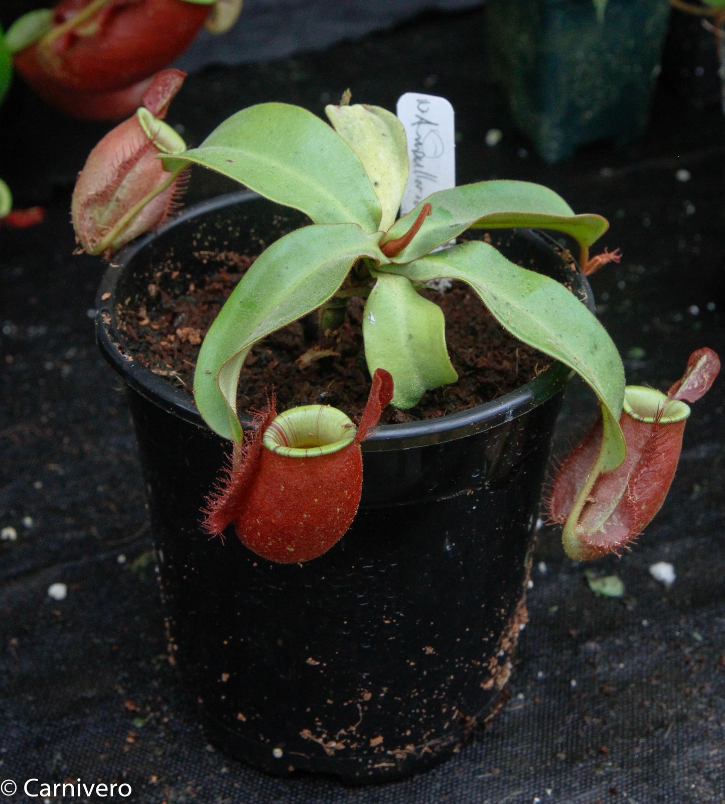 Nepenthes ampullaria 