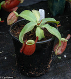 Nepenthes ampullaria "Red Striped"