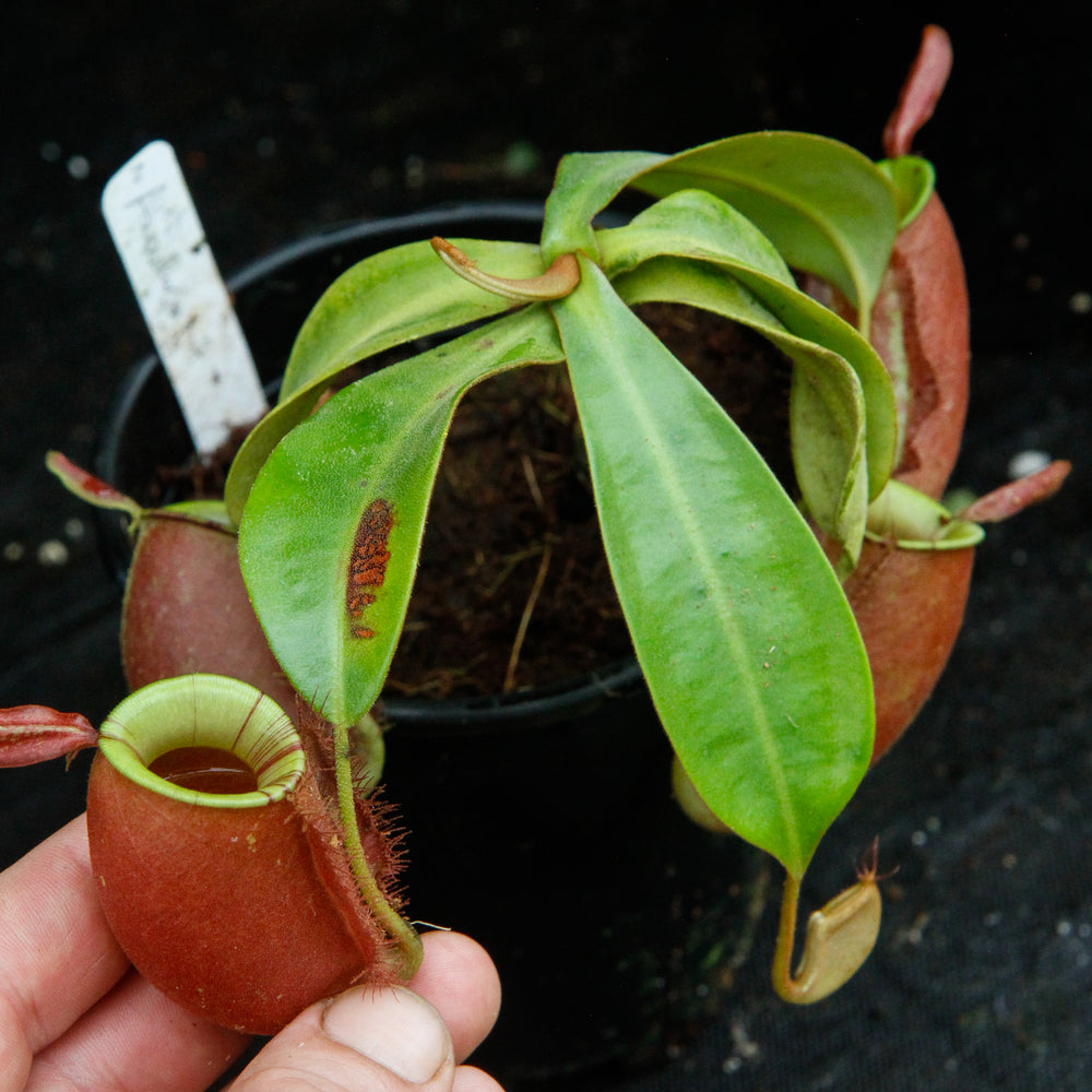 
                      
                        Nepenthes ampullaria "Red Striped"
                      
                    
