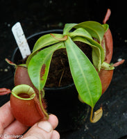 Nepenthes ampullaria "Red Striped"