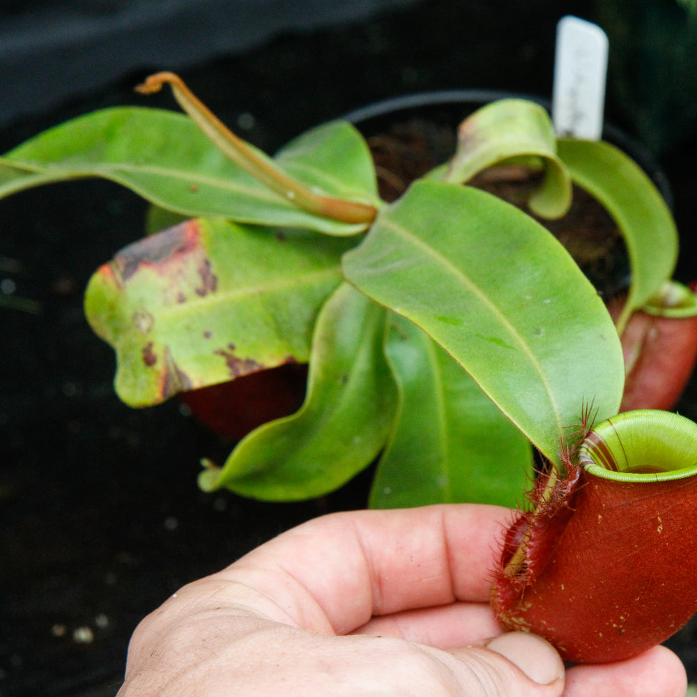 
                      
                        Nepenthes ampullaria "Red Striped"
                      
                    