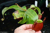 Nepenthes ampullaria "Red Striped"