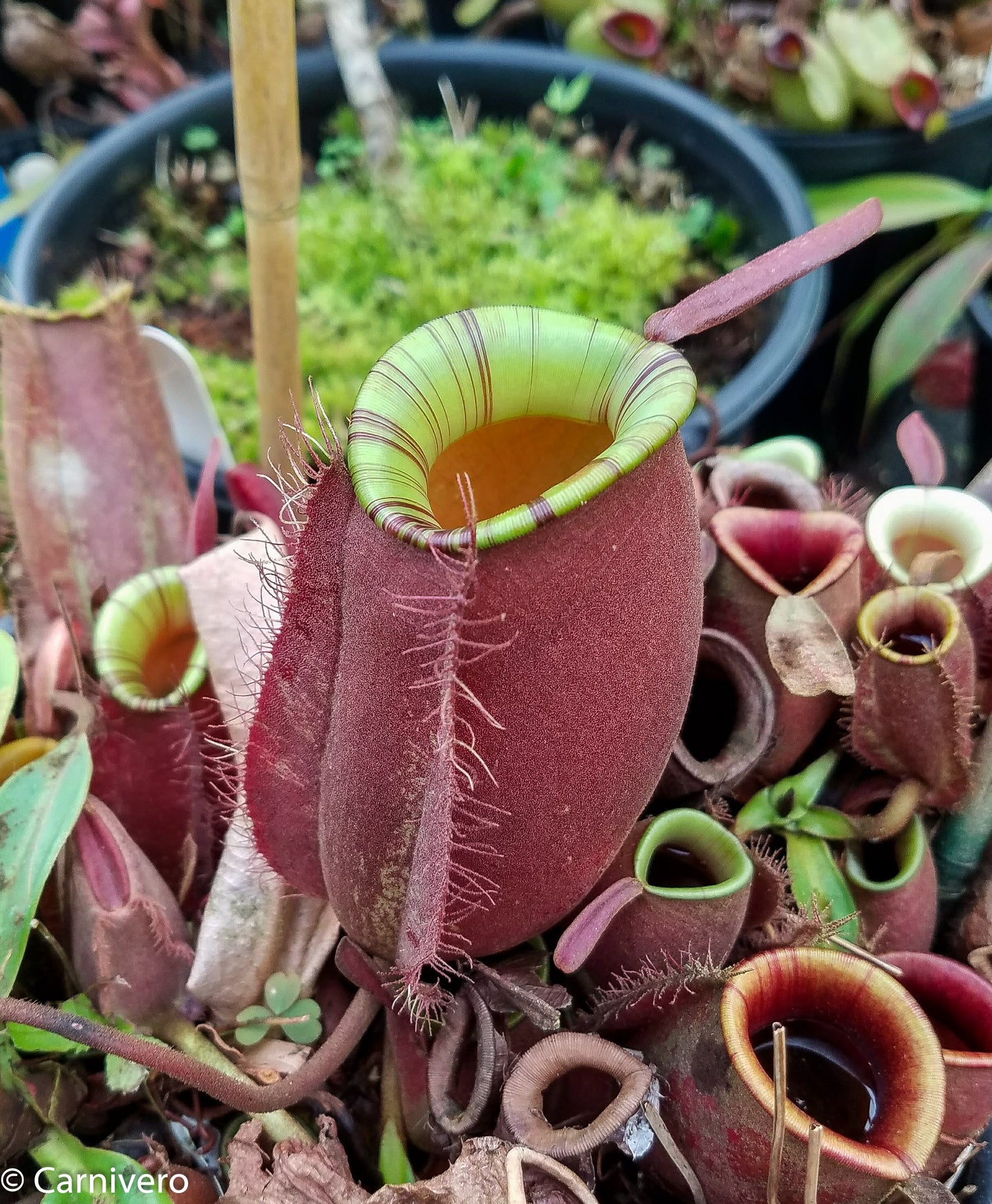 Nepenthes ampullaria "Red Striped"