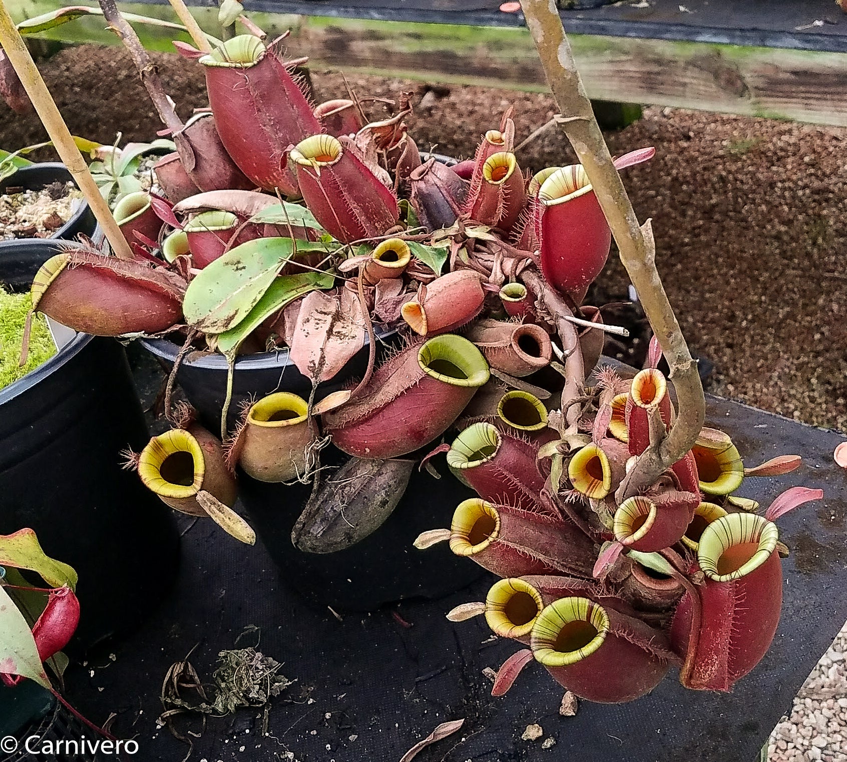 Nepenthes ampullalia red giant 食虫植物 ネペンテス ウツボカズラ