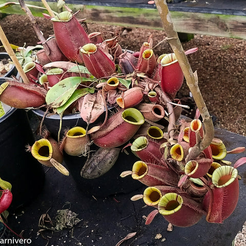 Nepenthes ampullaria Red Striped with numerous red pitchers and yellow interior rims cascading from a pot.