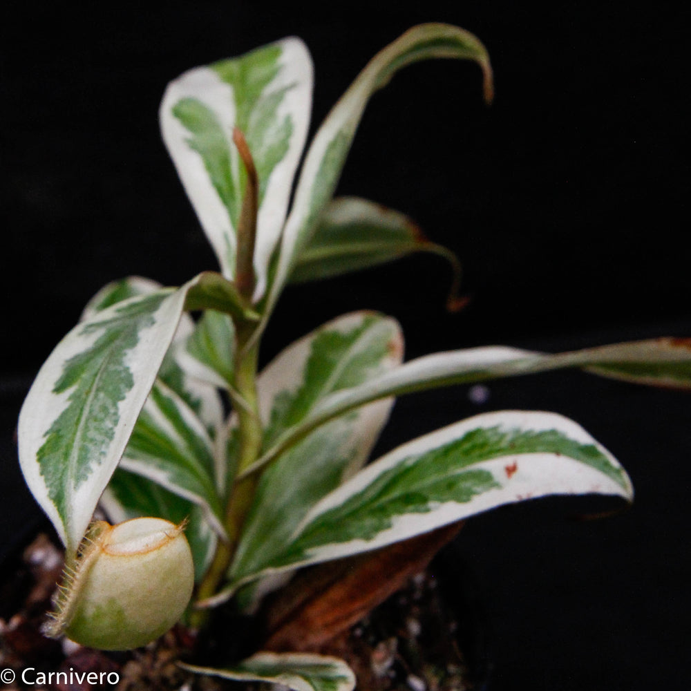 
                      
                        Nepenthes ampullaria variegated
                      
                    