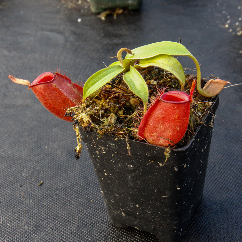 
                      
                        Nepenthes ampullaria, BE-3681
                      
                    