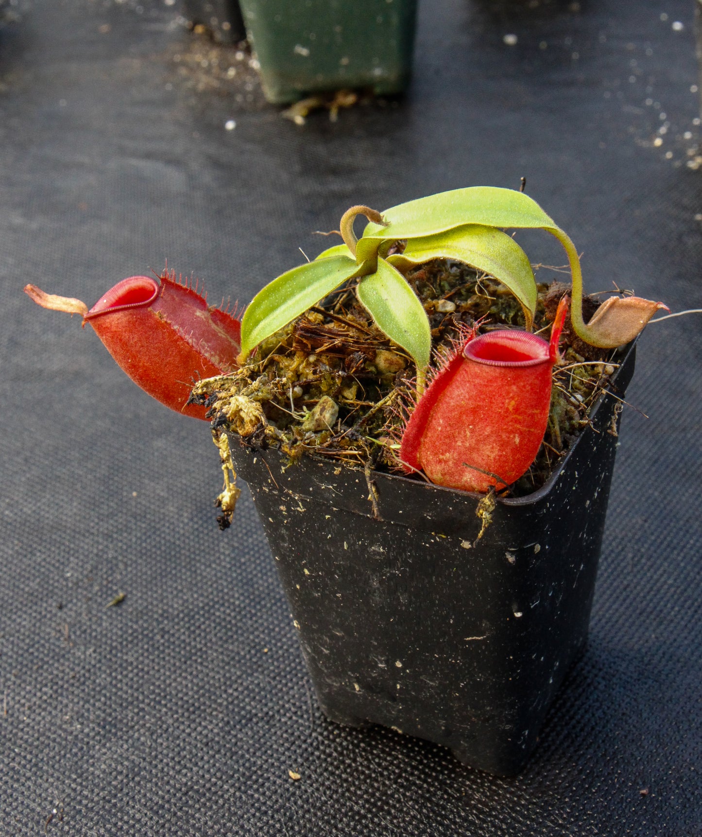 Nepenthes ampullaria, BE-3681