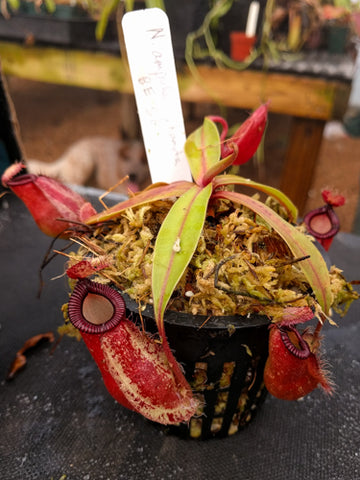Nepenthes ampullaria x hamata BE-3726 plant in a black pot with moss and a white label.