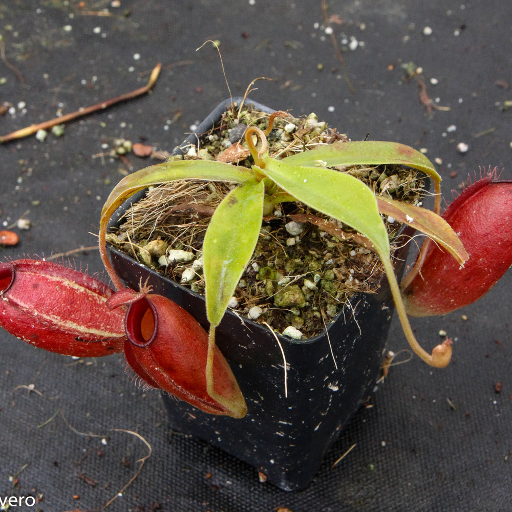 
                      
                        Nepenthes ampullaria x aristolochioides, pitcher plant, carnivorous plant, collectors plant, large pitchers, rare plants
                      
                    