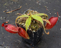 Nepenthes ampullaria x aristolochioides, pitcher plant, carnivorous plant, collectors plant, large pitchers, rare plants