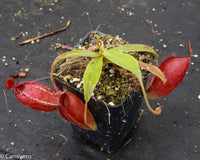 Nepenthes ampullaria x aristolochioides