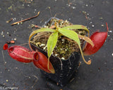 Nepenthes ampullaria x aristolochioides
