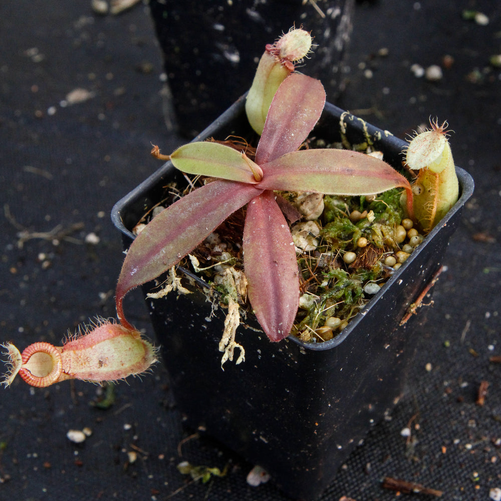 
                      
                        Nepenthes ampullaria x hamata, BE-3726
                      
                    