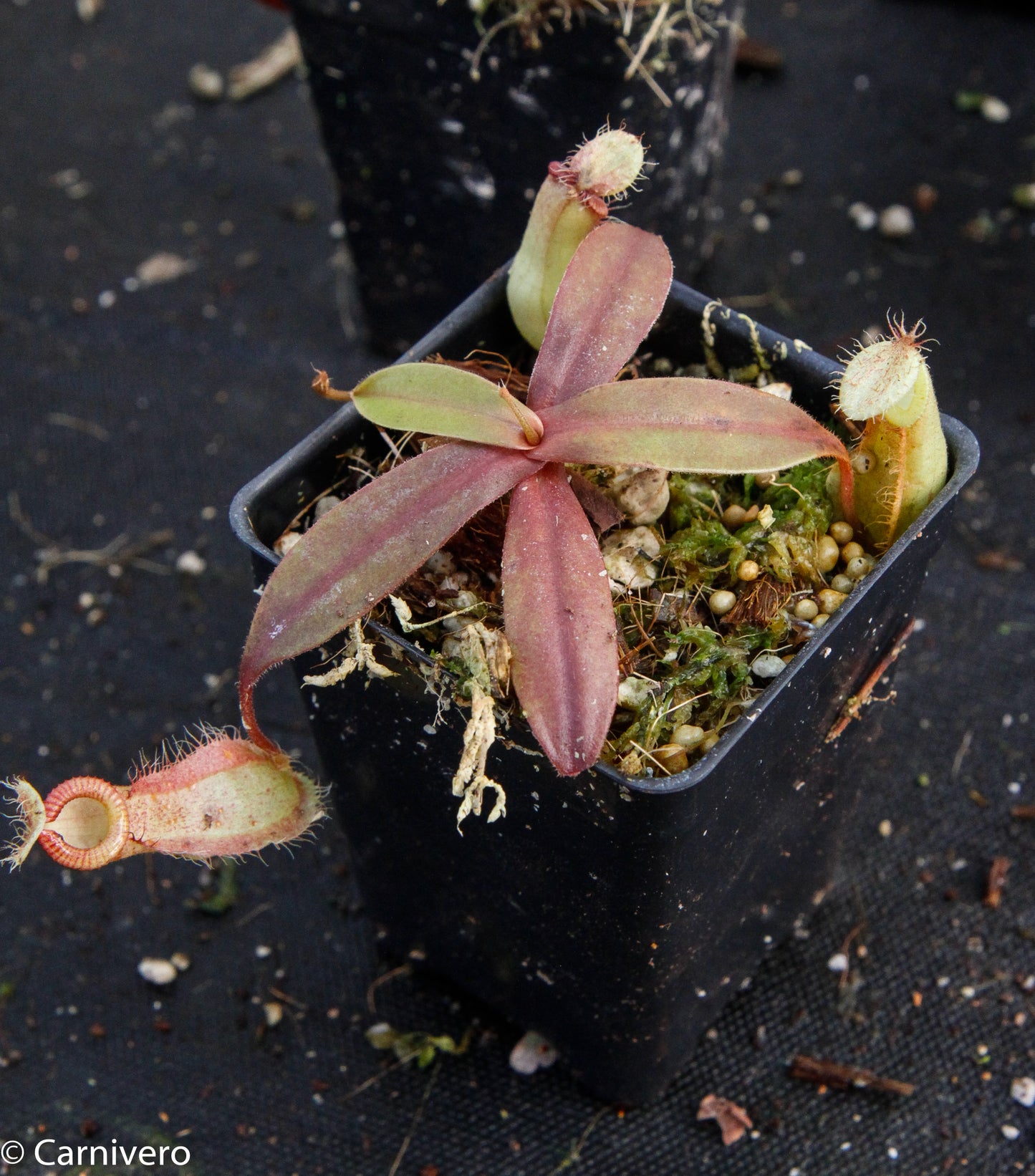 Nepenthes ampullaria x hamata, BE-3726