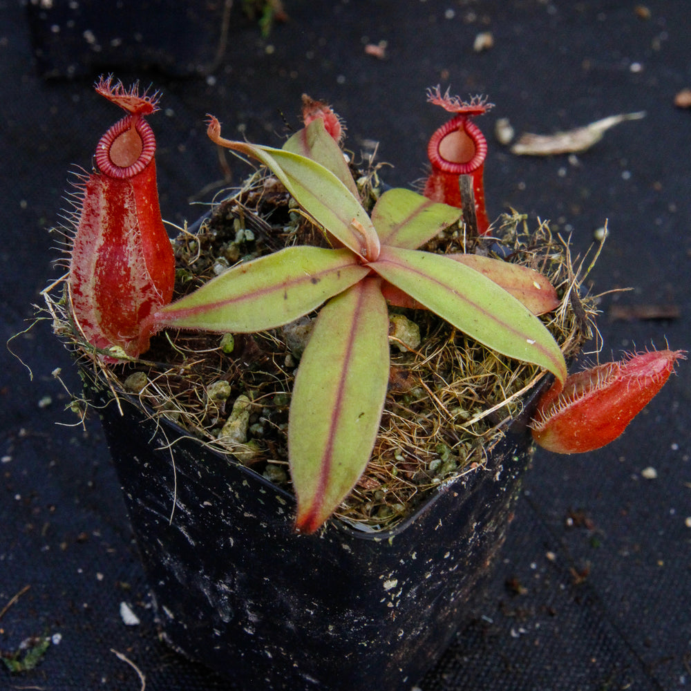 
                      
                        Nepenthes ampullaria x hamata, BE-3726
                      
                    