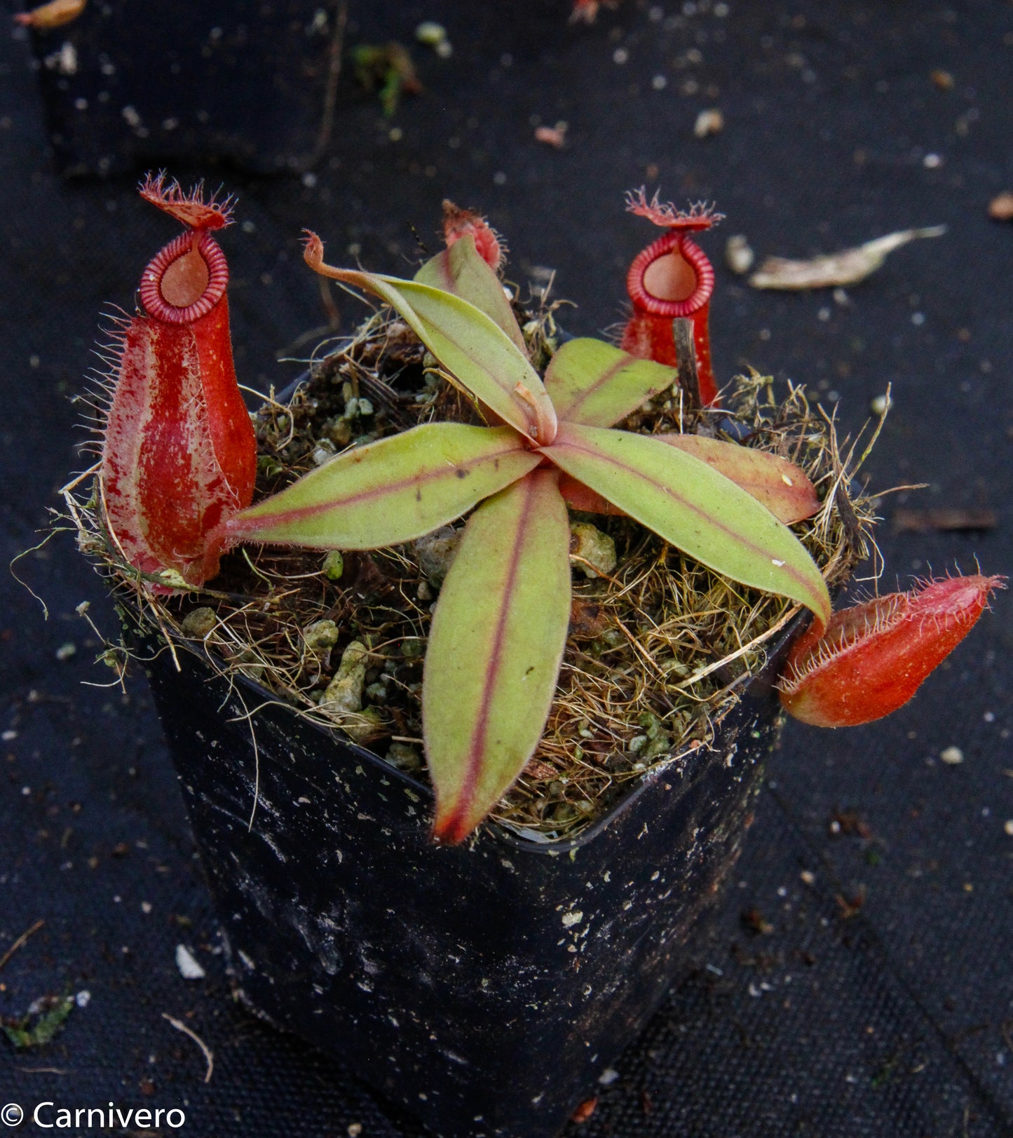 Nepenthes ampullaria x hamata, BE-3726