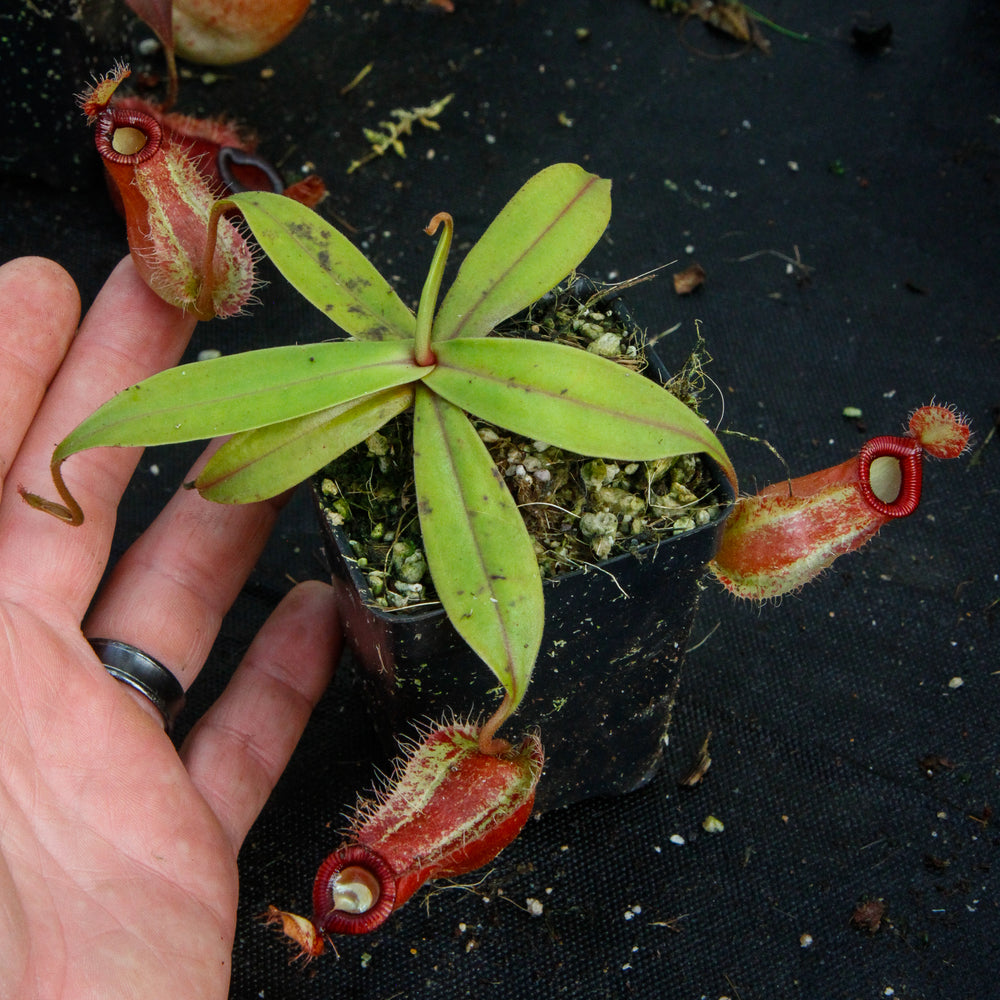 
                      
                        Nepenthes ampullaria x hamata, BE-3726
                      
                    