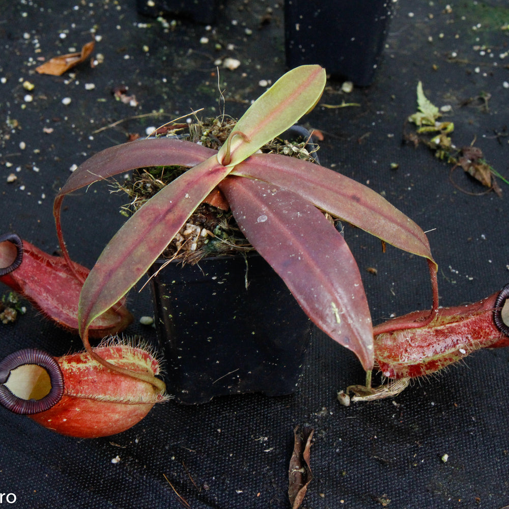 
                      
                        Nepenthes ampullaria x hamata, BE-3726
                      
                    