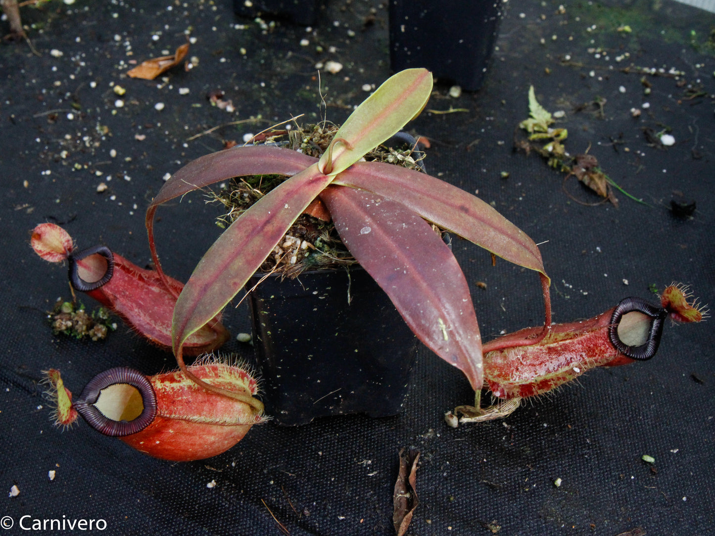 Nepenthes ampullaria x hamata, BE-3726