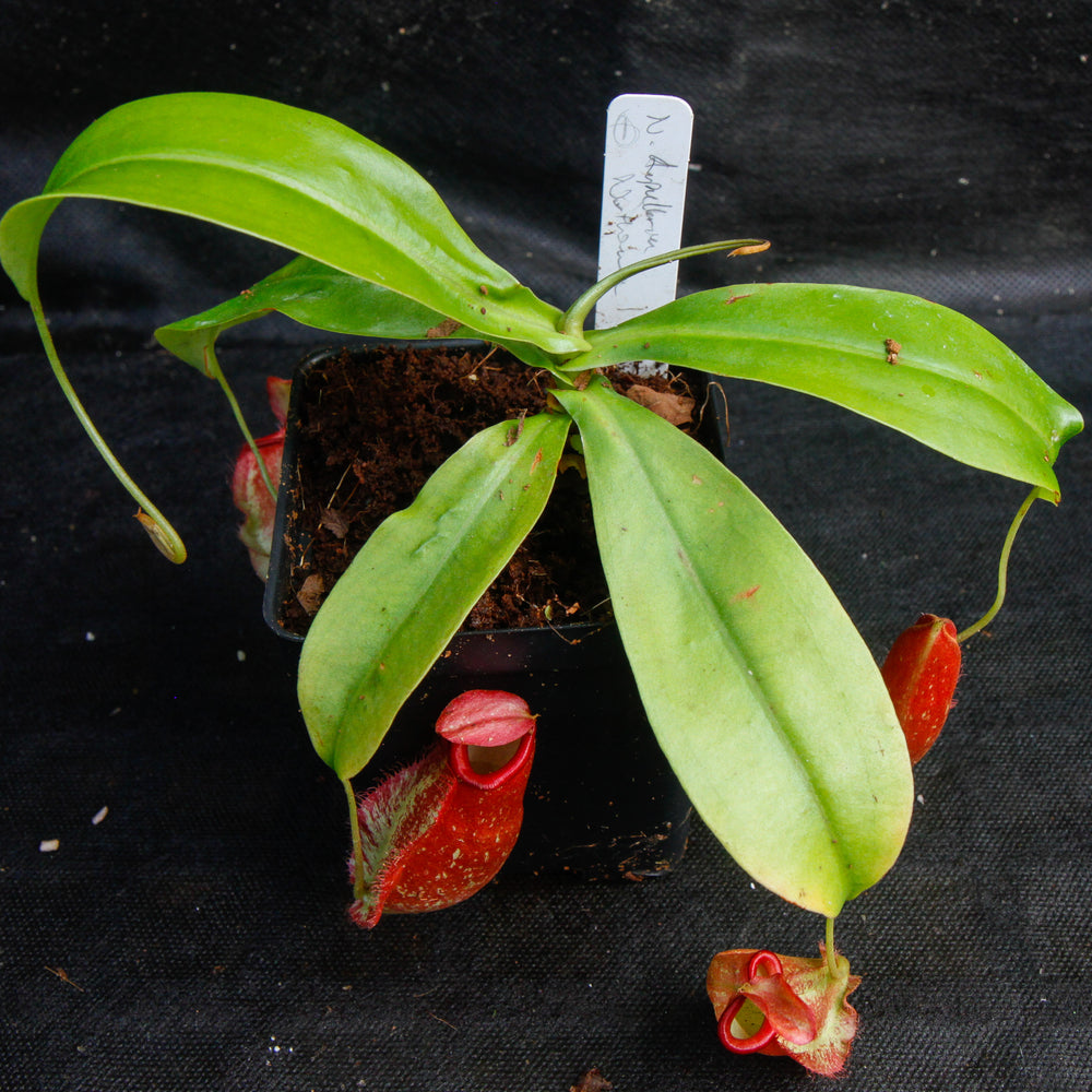 
                      
                        Nepenthes ampullaria x northiana
                      
                    