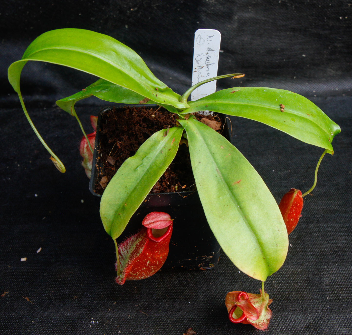 Nepenthes ampullaria x northiana