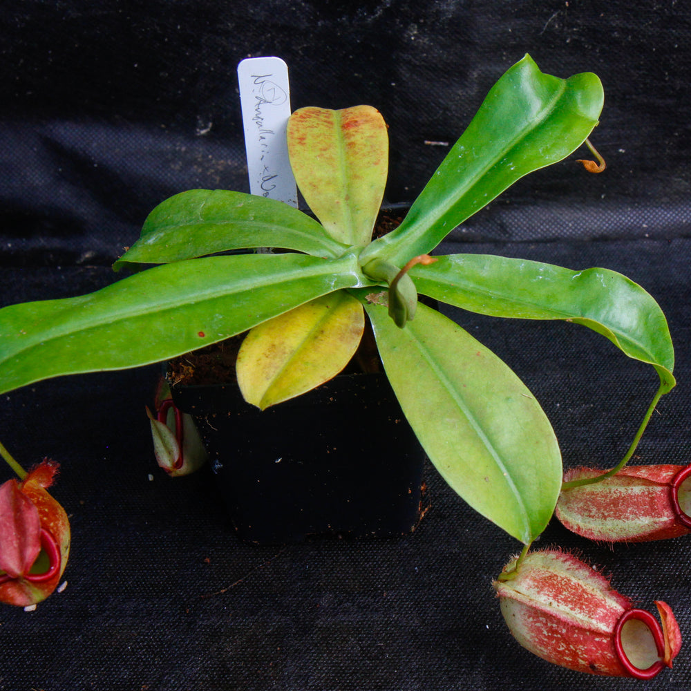 
                      
                        Nepenthes ampullaria x northiana
                      
                    