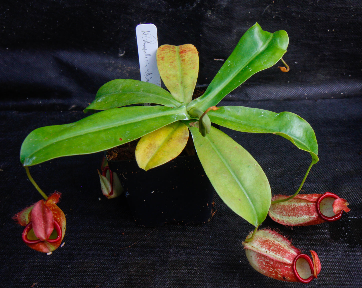 Nepenthes ampullaria x northiana